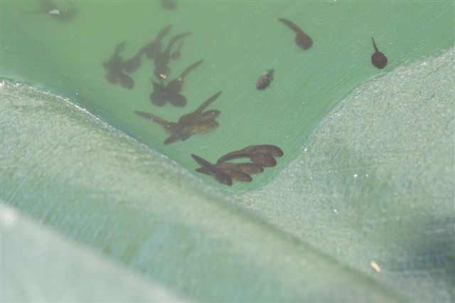 Girini in piscina... - rospo smeraldino